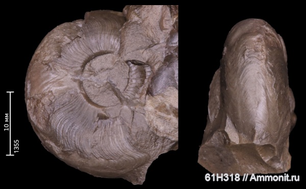 карбон, Goniatitida, Retites ortivus, Retites, Reticuloceratidae