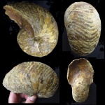 Гониатит или Наутилус?