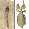 Найдены останки древних насекомых-листьев