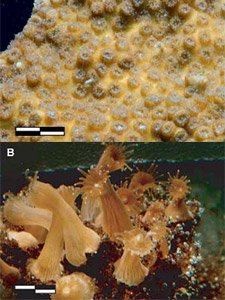 Кораллы могут жить без скелета 