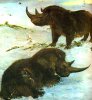 Шерстистый носорог "ушел" от чиновников