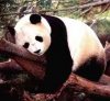 Древние гигантские панды были широко распространены
