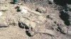 Найденный в Якутии ящер назван в честь российского палеонтолога