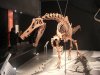 Динозавры Гондваны - в Рио-де-Жанейро и Токио
