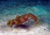 У головоногих моллюсков - осьминогов и кальмаров, есть слух
