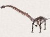 Японский палеонтологический музей приобретает скелет камаразавра