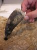 Десятисантиметровый зуб хищного динозавра найден в Испании