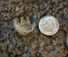 Палеонтологи обнаружили следы древних млекопитающих