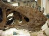 В США на аукцион выставлен скелет тираннозавра