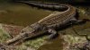 Крокодил мелового периода найден в Канаде