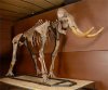 В США прошел очередной палеонтологический аукцион