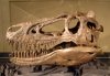 Треть видов динозавров описаны ошибочно?