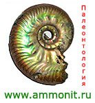 Запущена новая версия сайта "Аммонит.ру"