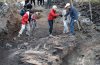 В Китае нашли кости древних хоботных