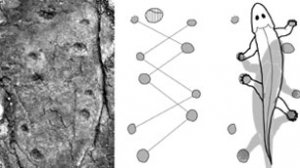 Найдены древнейшие следы четвероногих животных