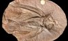 Палеонтологи создали детальную трехмерную модель насекомого каменноугольного периода
