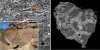 Возможно, найдены окаменевшие фрагменты древнейших многоклеточных