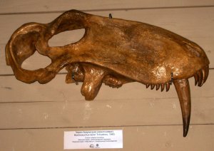 В Перми открылась палеонтологическая выставка