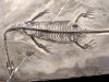 Проблема поддельных китайских окаменелостей беспокоит китайских палеонтологов