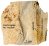 Найдены остатки мягких тканей аммонитов из семейства Baculitidae.