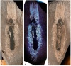 Найден отпечаток тела нижнеюрской "каракатицы" Loligosepia aalensis